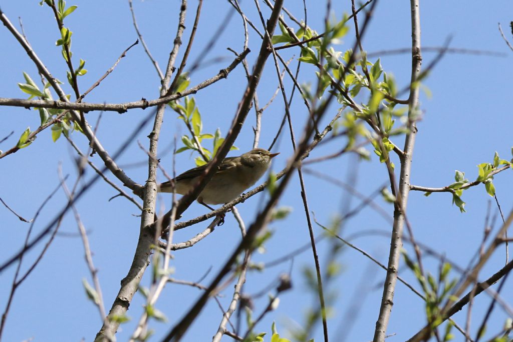 Id. Silvidae : Lu grosso, Lu piccolo e Bigiarella